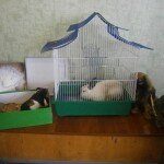 «Мои любимые питомцы»