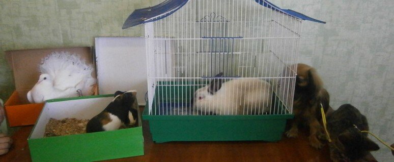 «Мои любимые питомцы»